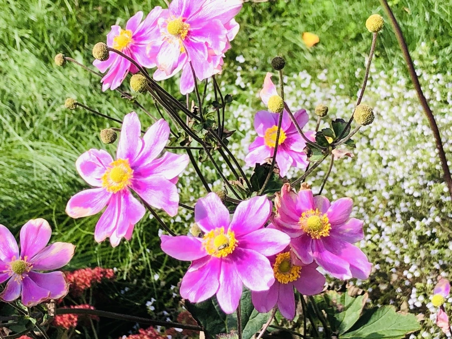 IMG_1483.jpg?type=w966