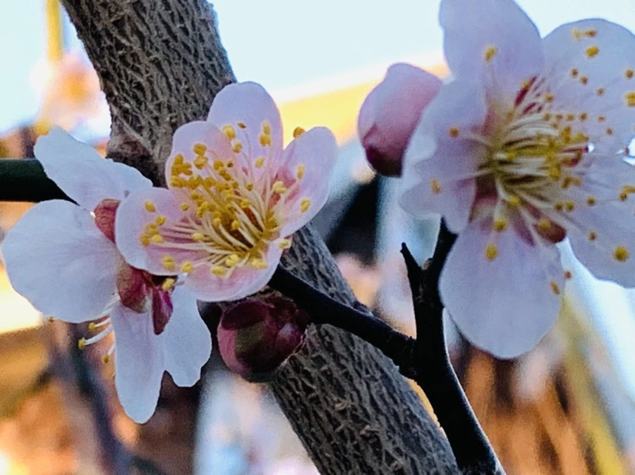 IMG_0939.jpg?type=w966