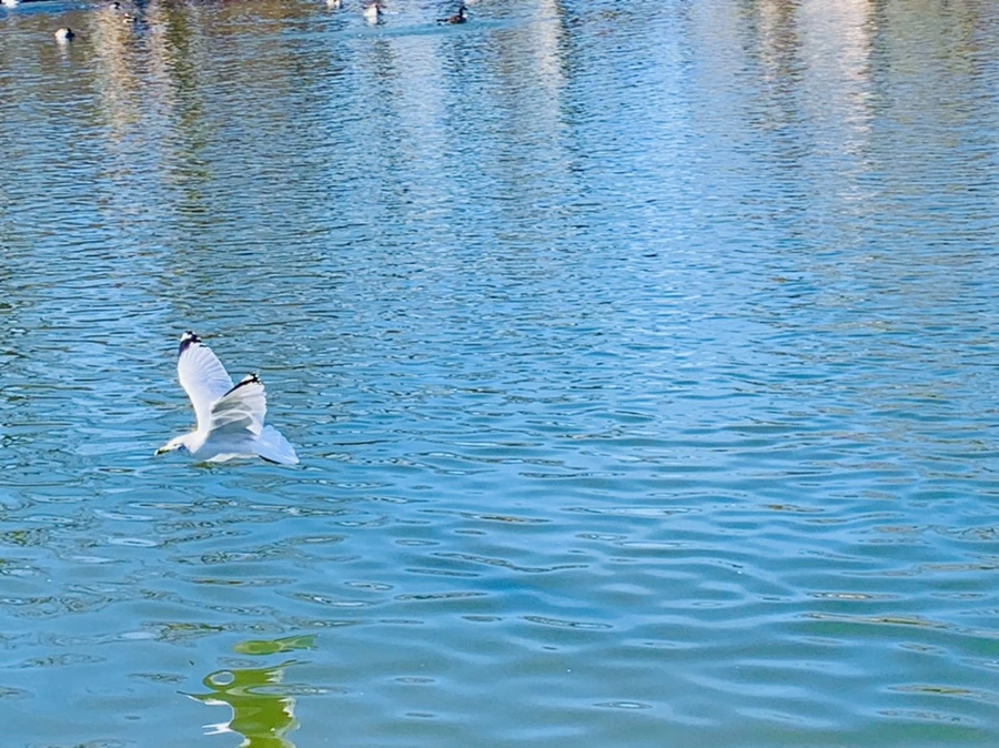 IMG_8974.jpg?type=w966