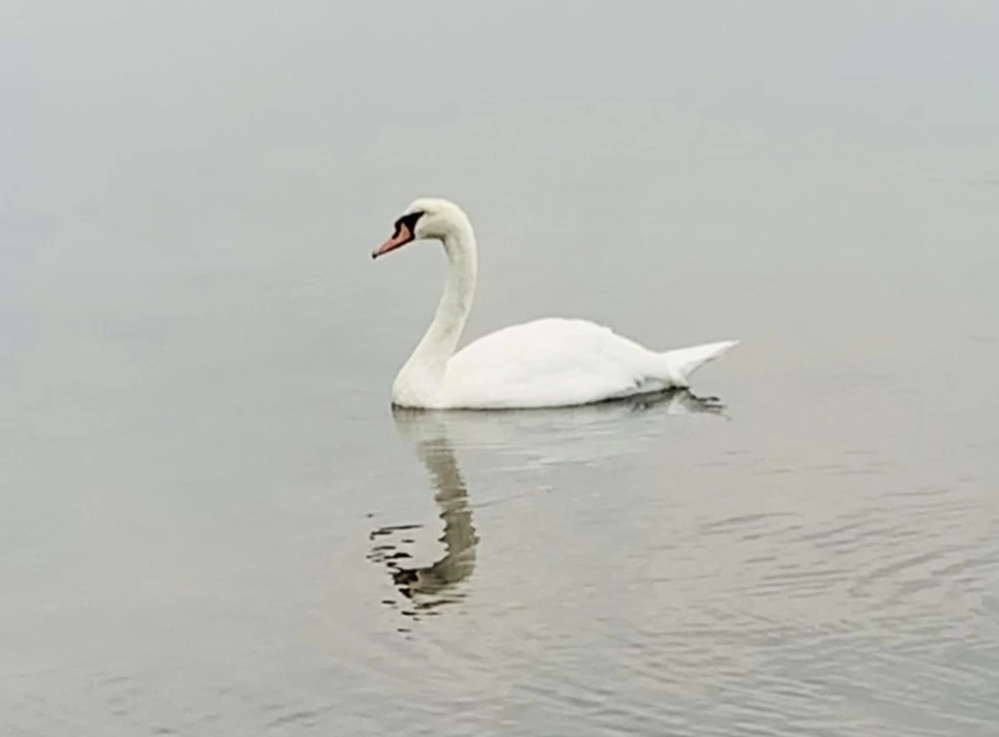 IMG_0323.jpg?type=w966