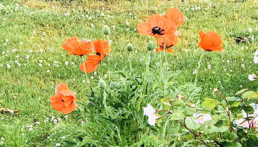 IMG_8271.jpg?type=w966