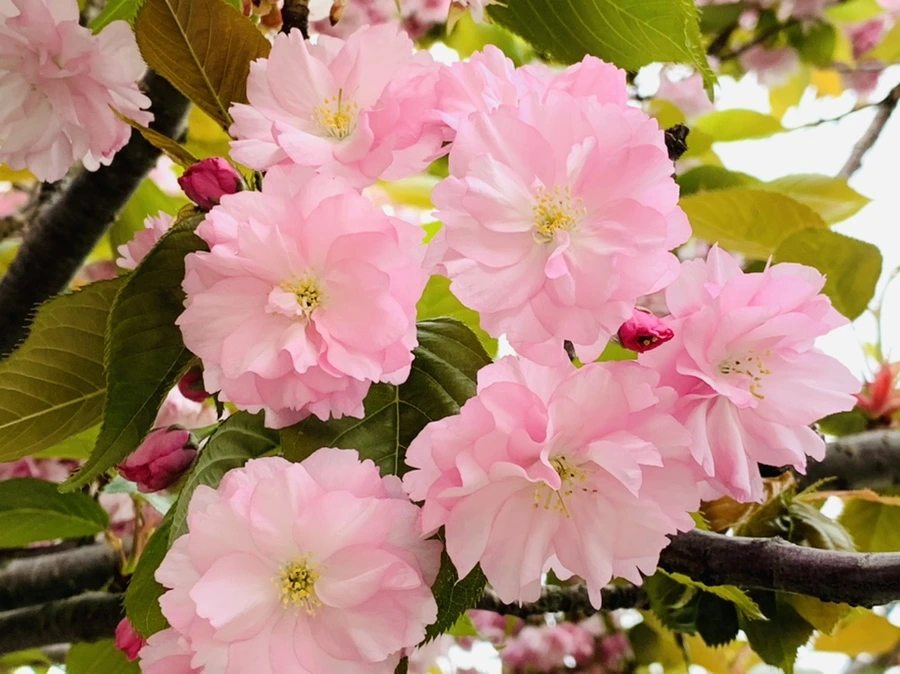 IMG_7300.jpg?type=w966