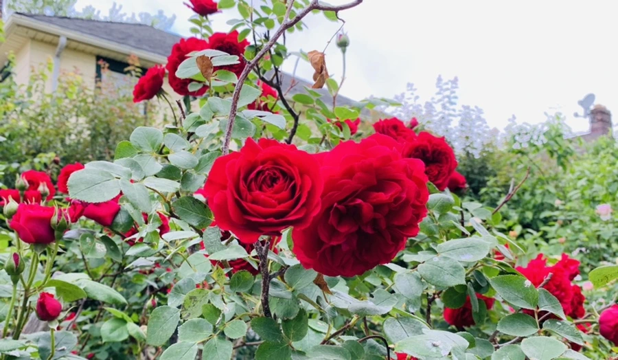 IMG_6003.jpg?type=w966