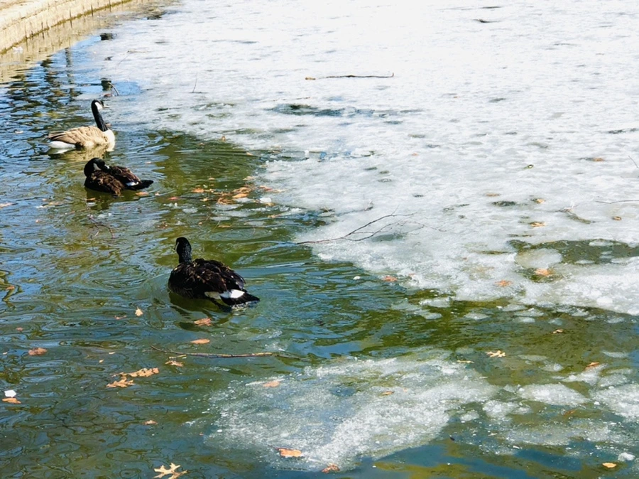 IMG_5116.jpg?type=w966