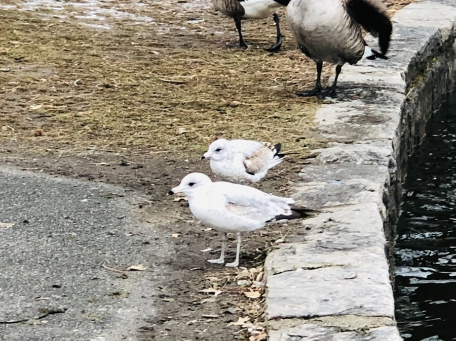 IMG_6427.jpg?type=w966