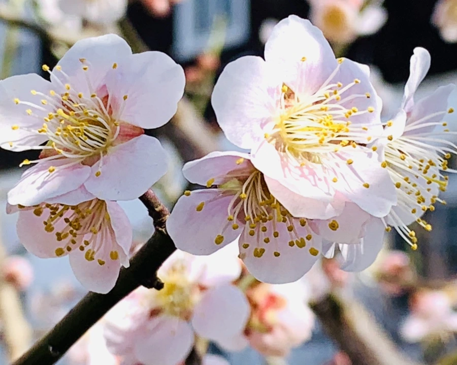 IMG_1011.jpg?type=w966