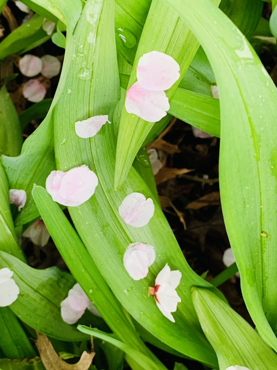 IMG_1342.jpg?type=w966