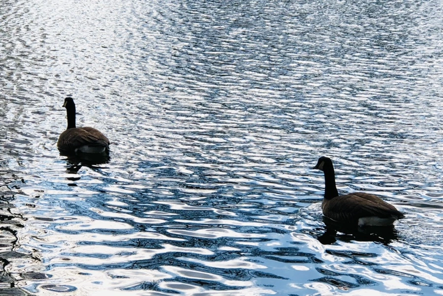 IMG_4312.jpg?type=w966