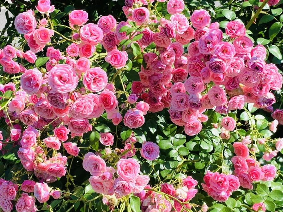 IMG_3140.jpg?type=w966