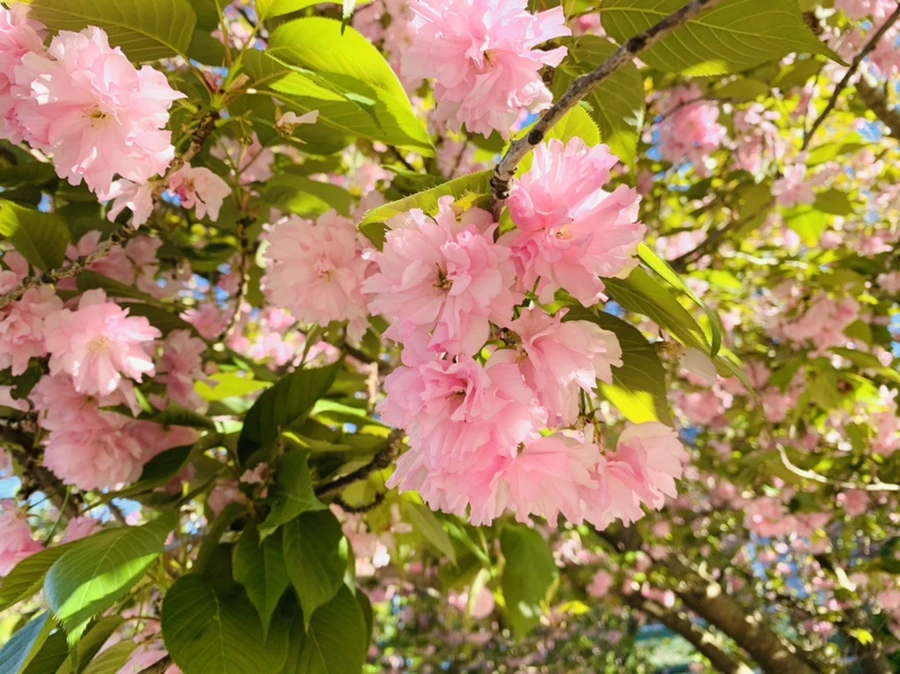 IMG_8328.jpg?type=w966