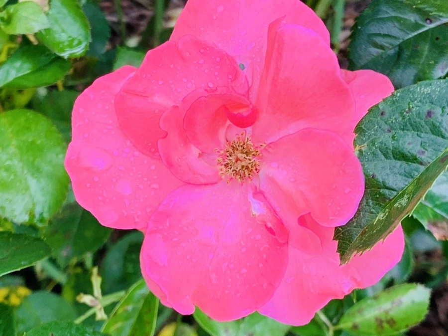 IMG_8743.jpg?type=w966