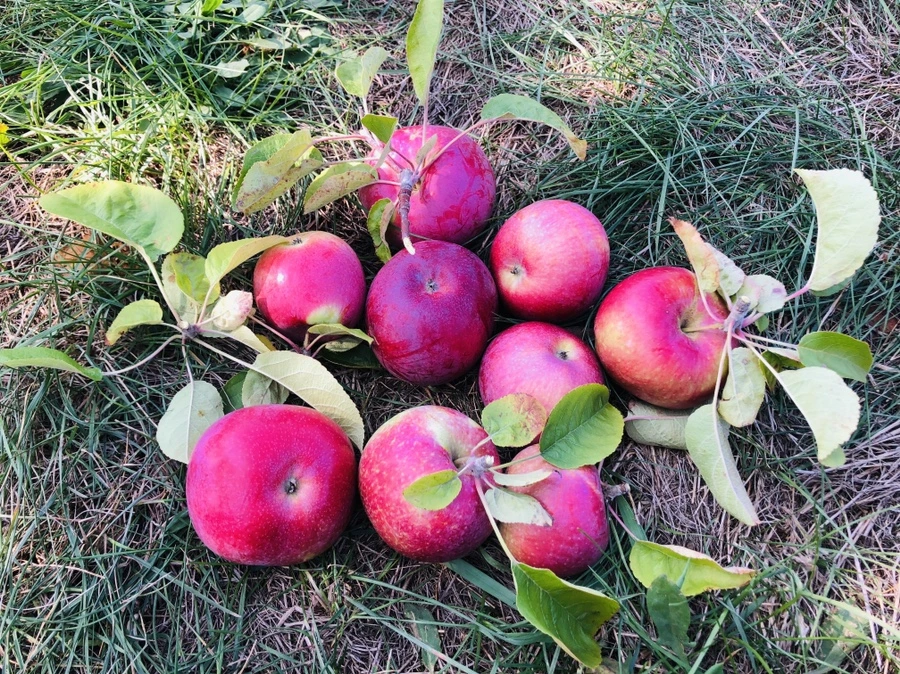 IMG_0738.jpg?type=w966