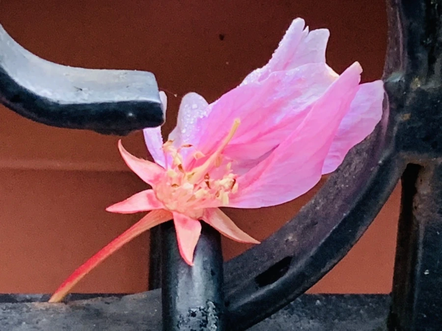 IMG_9651.jpg?type=w966