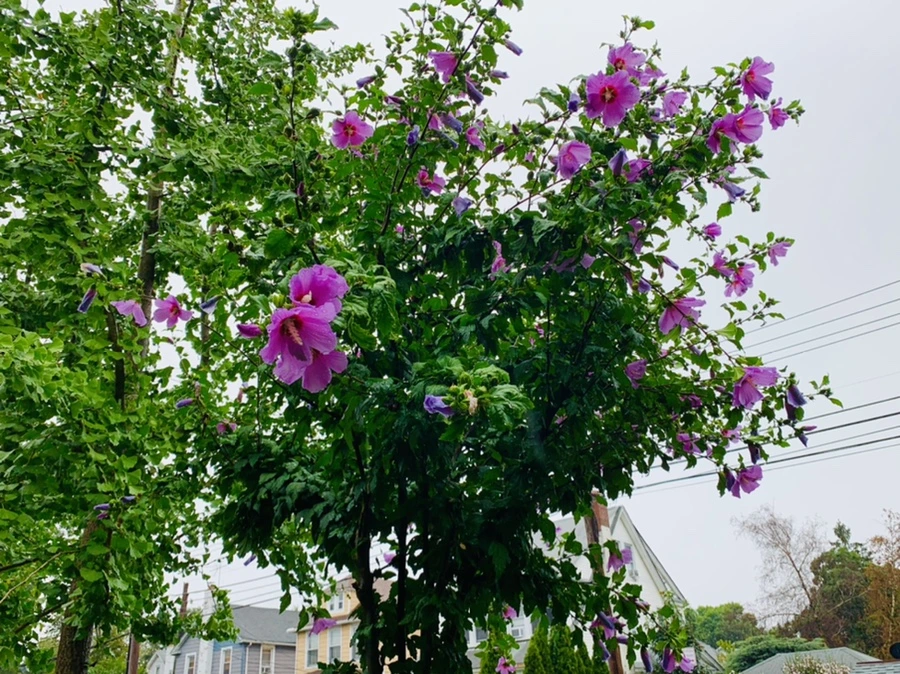 IMG_3769.jpg?type=w966