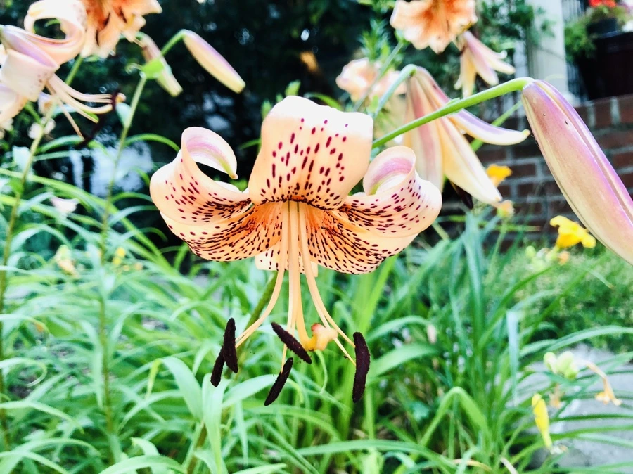 IMG_0313.jpg?type=w966