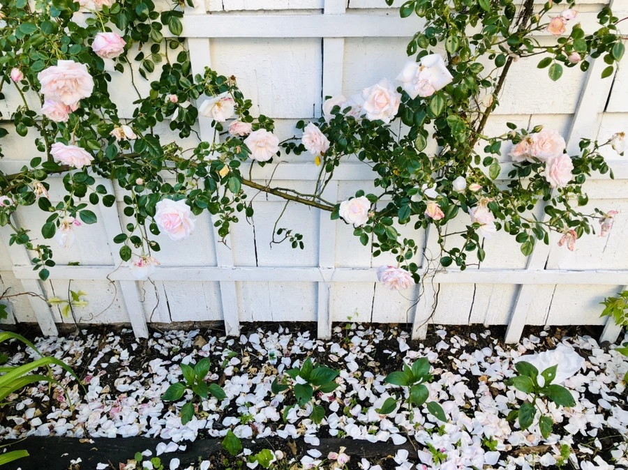 IMG_8471.jpg?type=w966