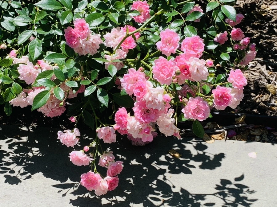 IMG_4129.jpg?type=w966