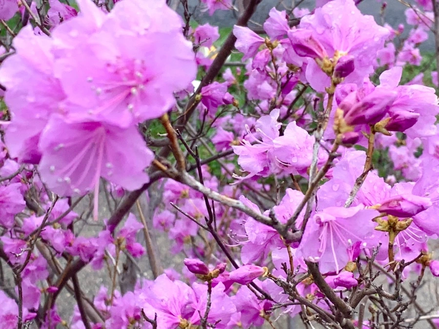 IMG_6163.jpg?type=w966