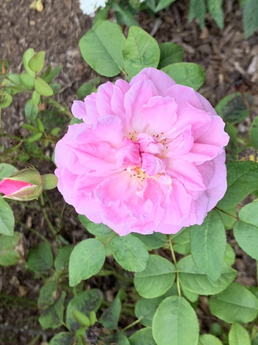 IMG_5429.jpg?type=w966