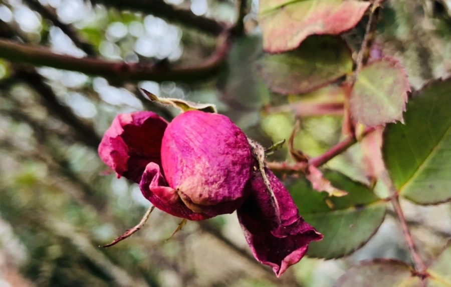 IMG_8008.jpg?type=w966