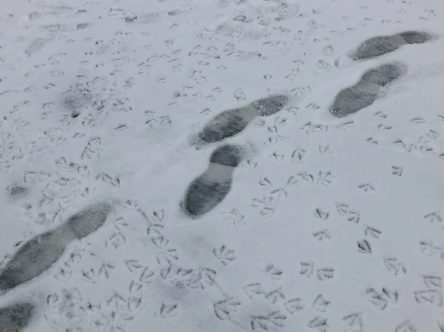 IMG_2572.jpg?type=w966