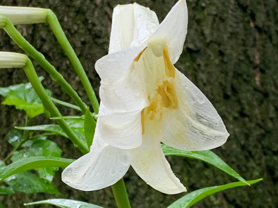 IMG_0103.jpg?type=w966