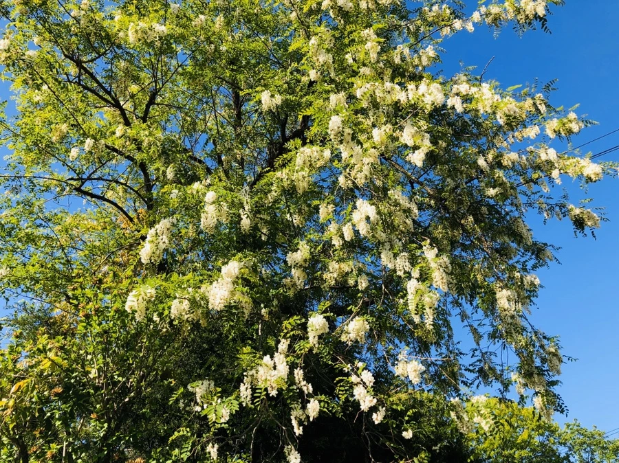 IMG_7338.jpg?type=w966