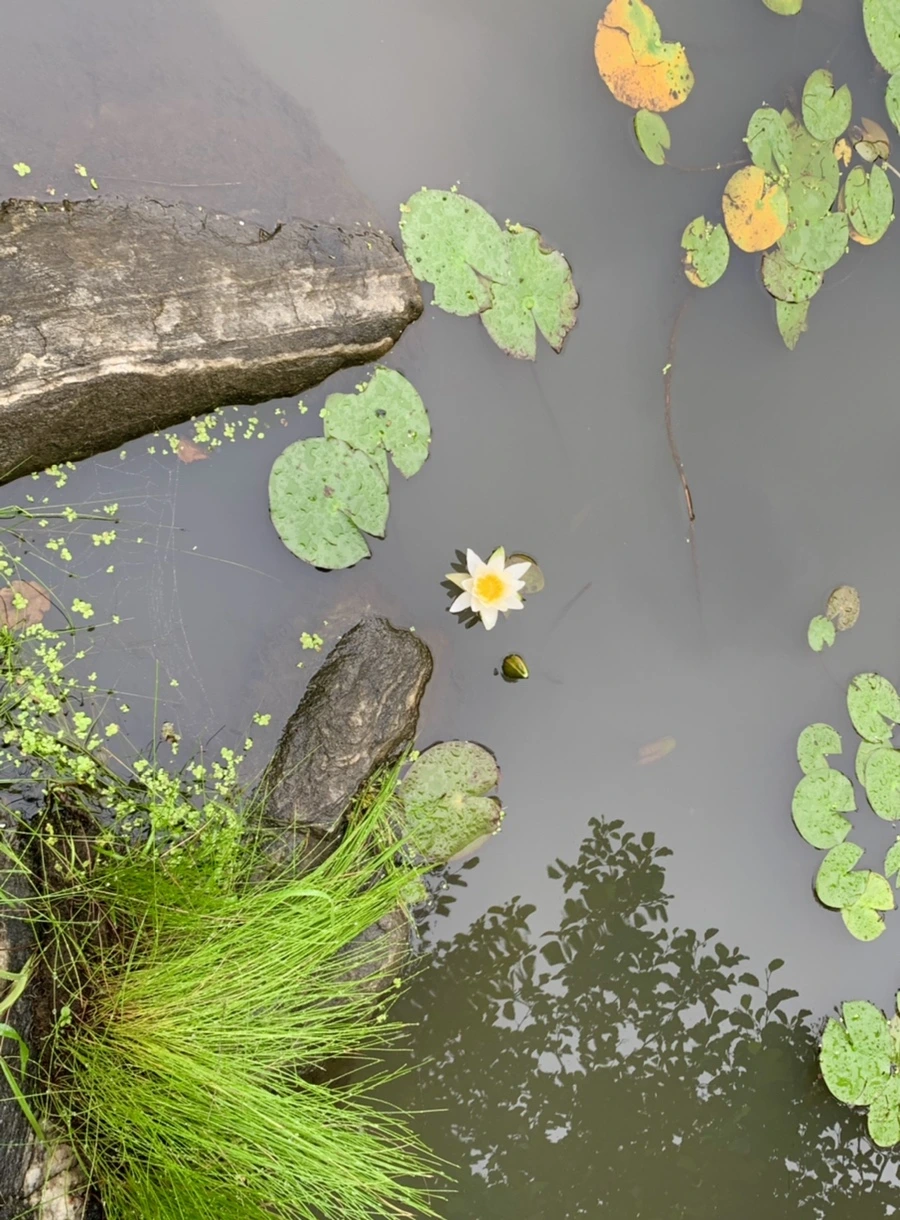 IMG_4852.jpg?type=w966