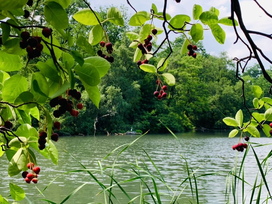 IMG_1626.jpg?type=w966