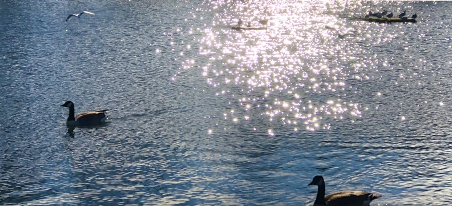 IMG_1222.jpg?type=w966