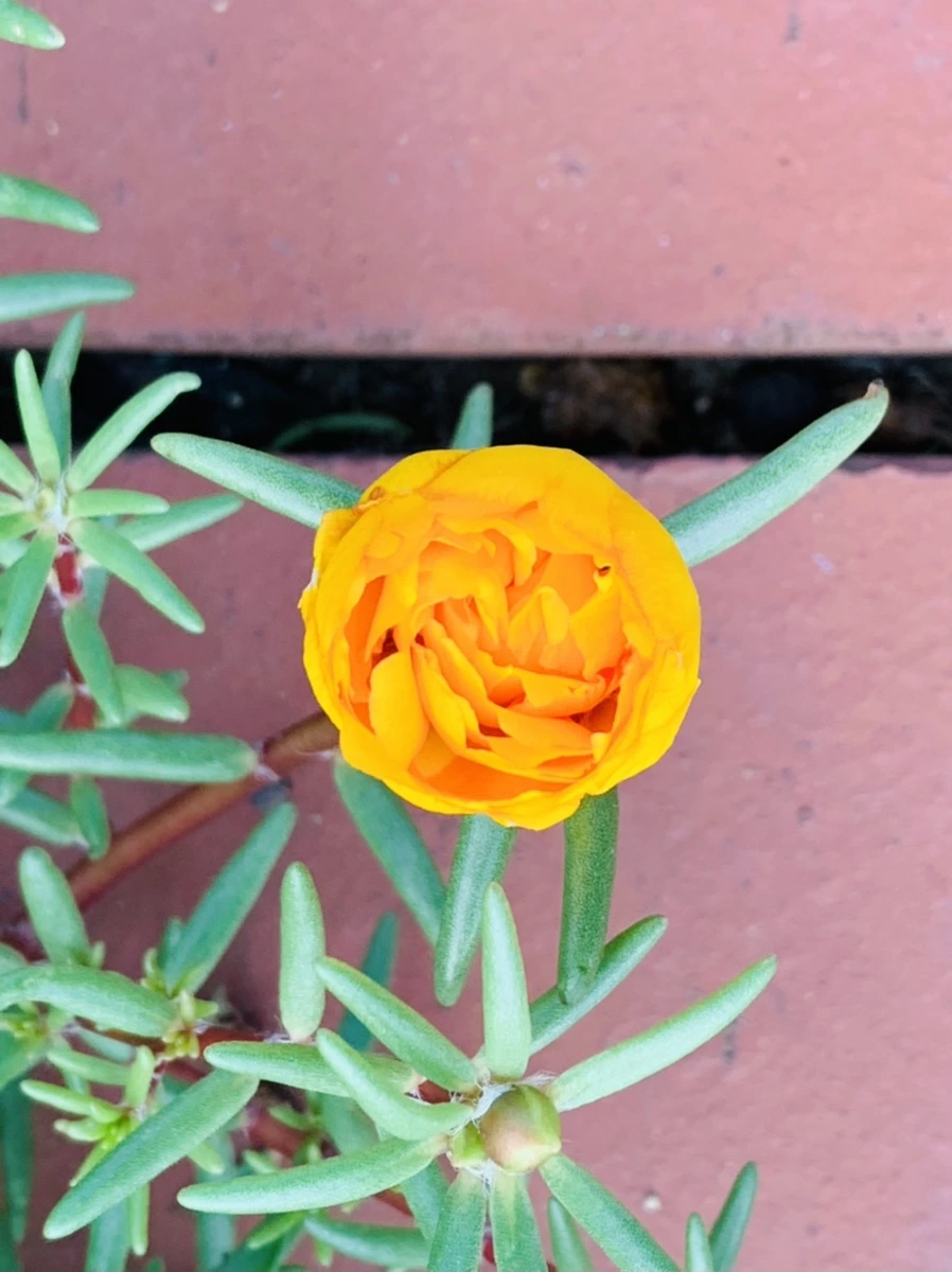 IMG_0362.jpg?type=w966