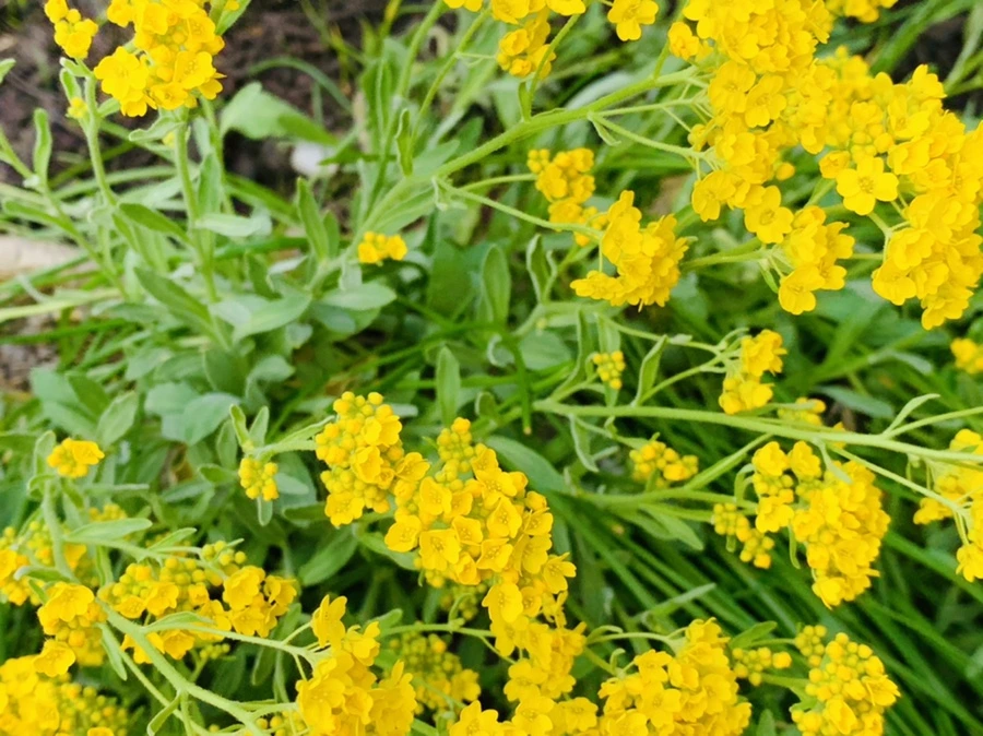 IMG_4537.jpg?type=w966