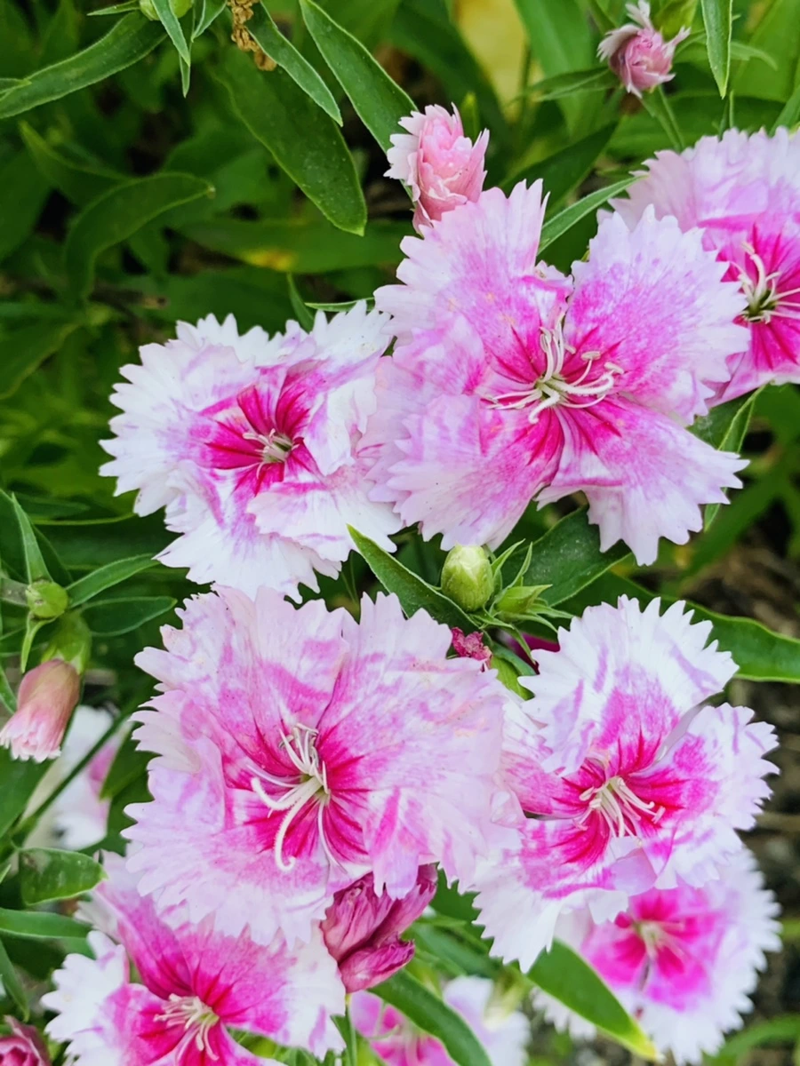 IMG_4054.jpg?type=w966