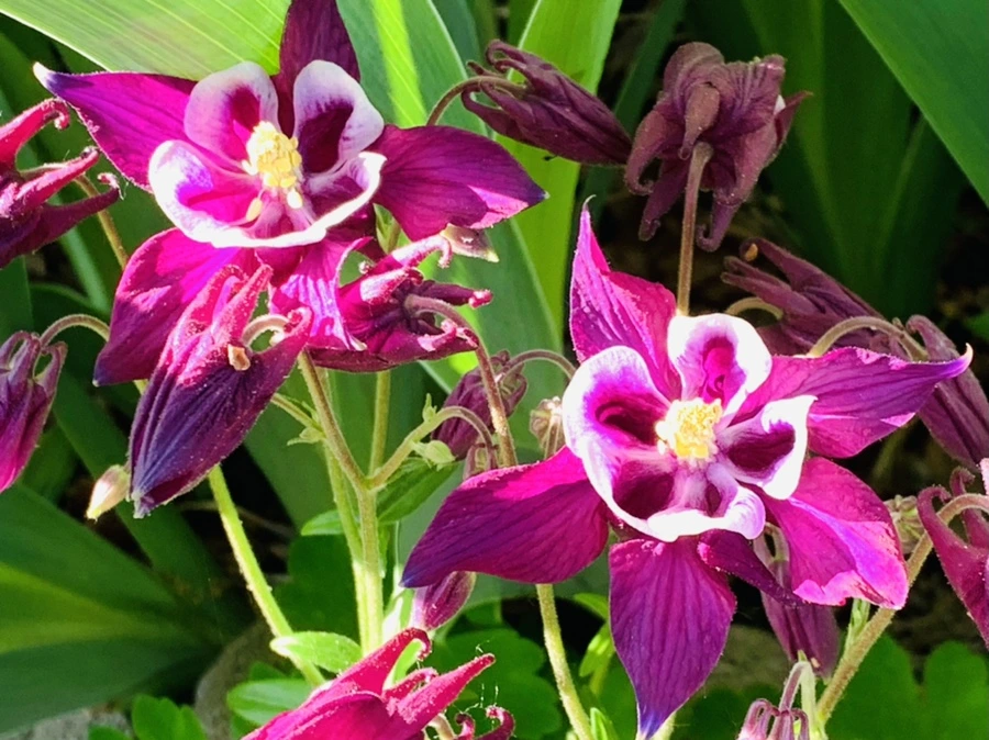 IMG_1973.jpg?type=w966