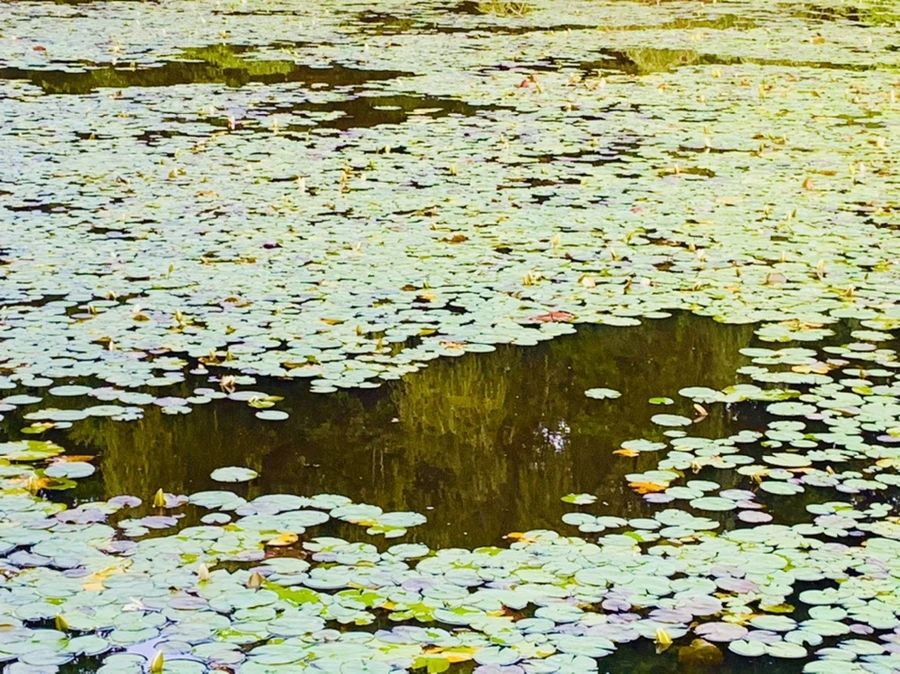 IMG_2963.jpg?type=w966