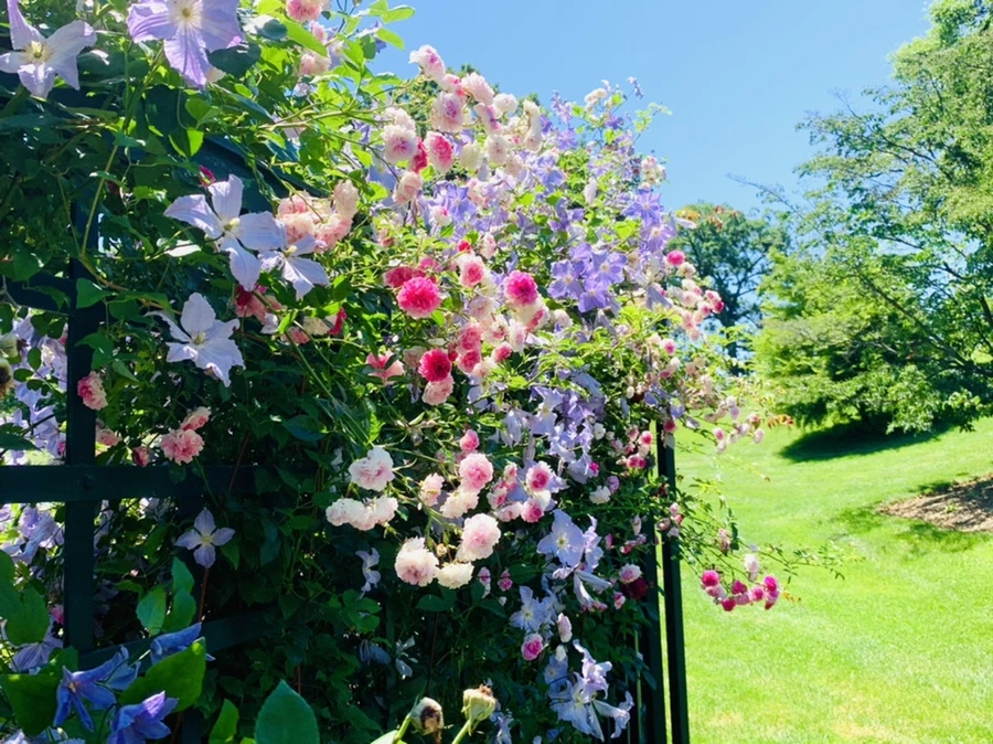 IMG_4122.jpg?type=w966