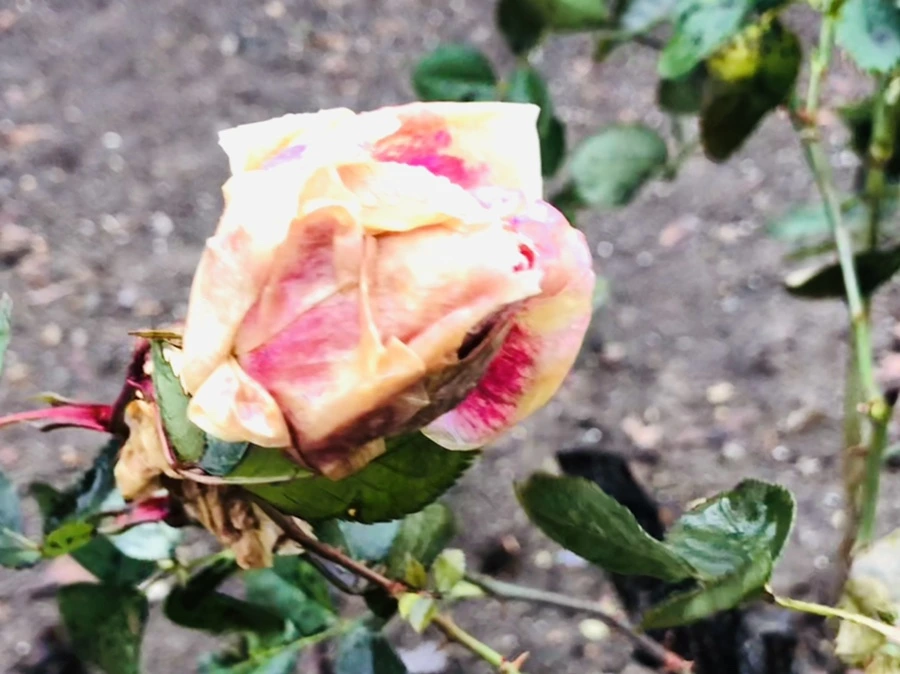 IMG_8087.jpg?type=w966