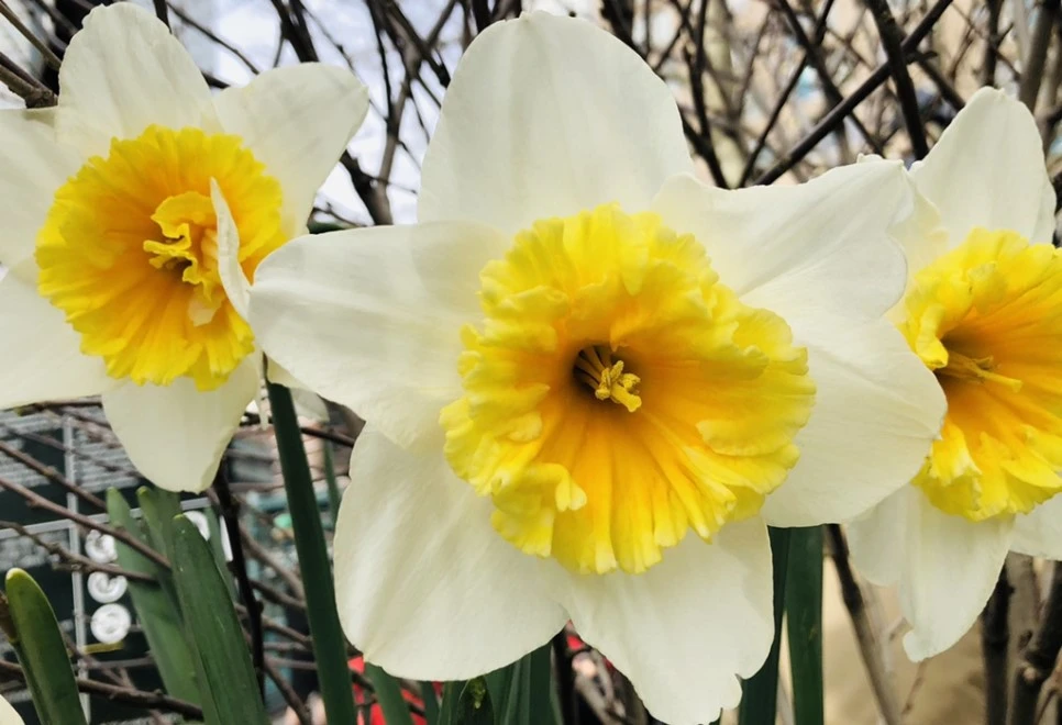 IMG_2842.jpg?type=w966