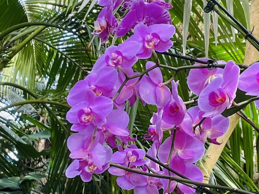 IMG_4454.jpg?type=w966