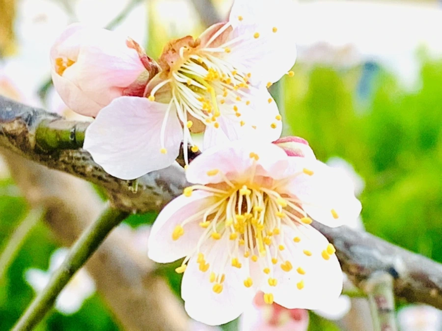 IMG_0827.jpg?type=w966