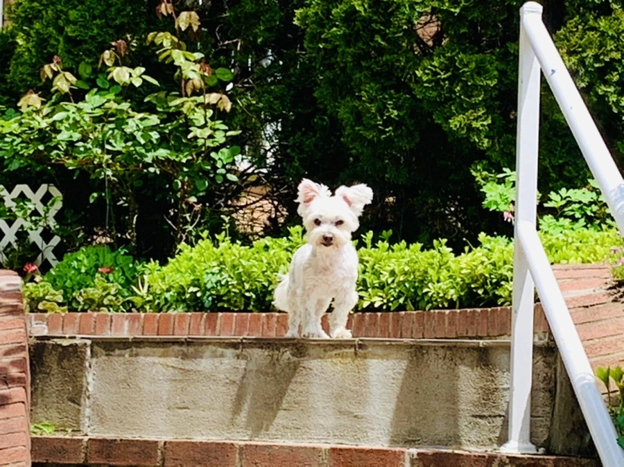 IMG_1508.jpg?type=w966