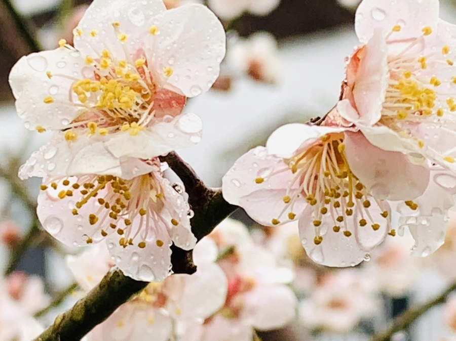 IMG_1902.jpg?type=w966