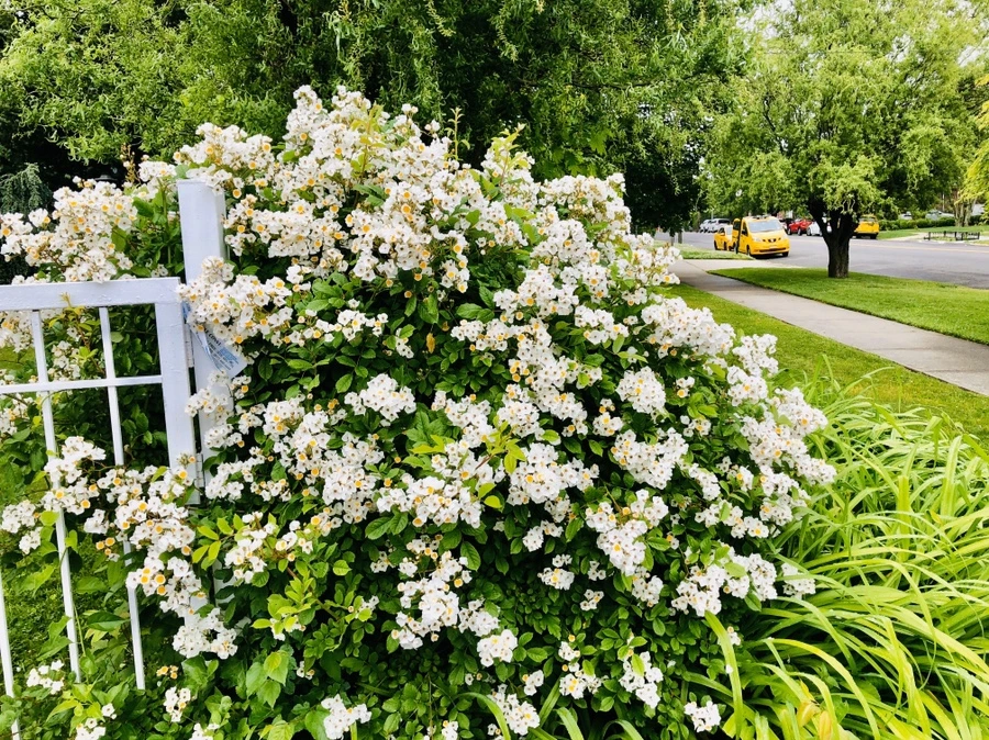 IMG_7500.jpg?type=w966