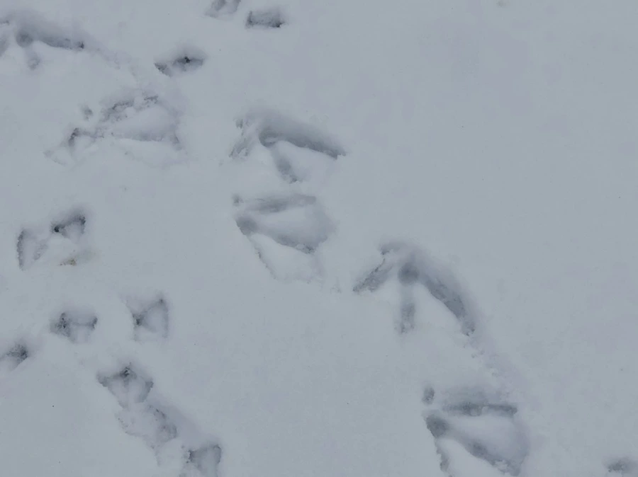 IMG_2552.jpg?type=w966