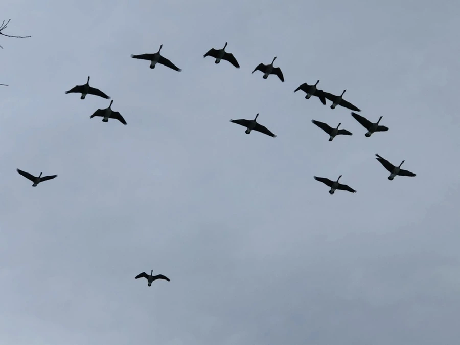 IMG_4445.jpg?type=w966