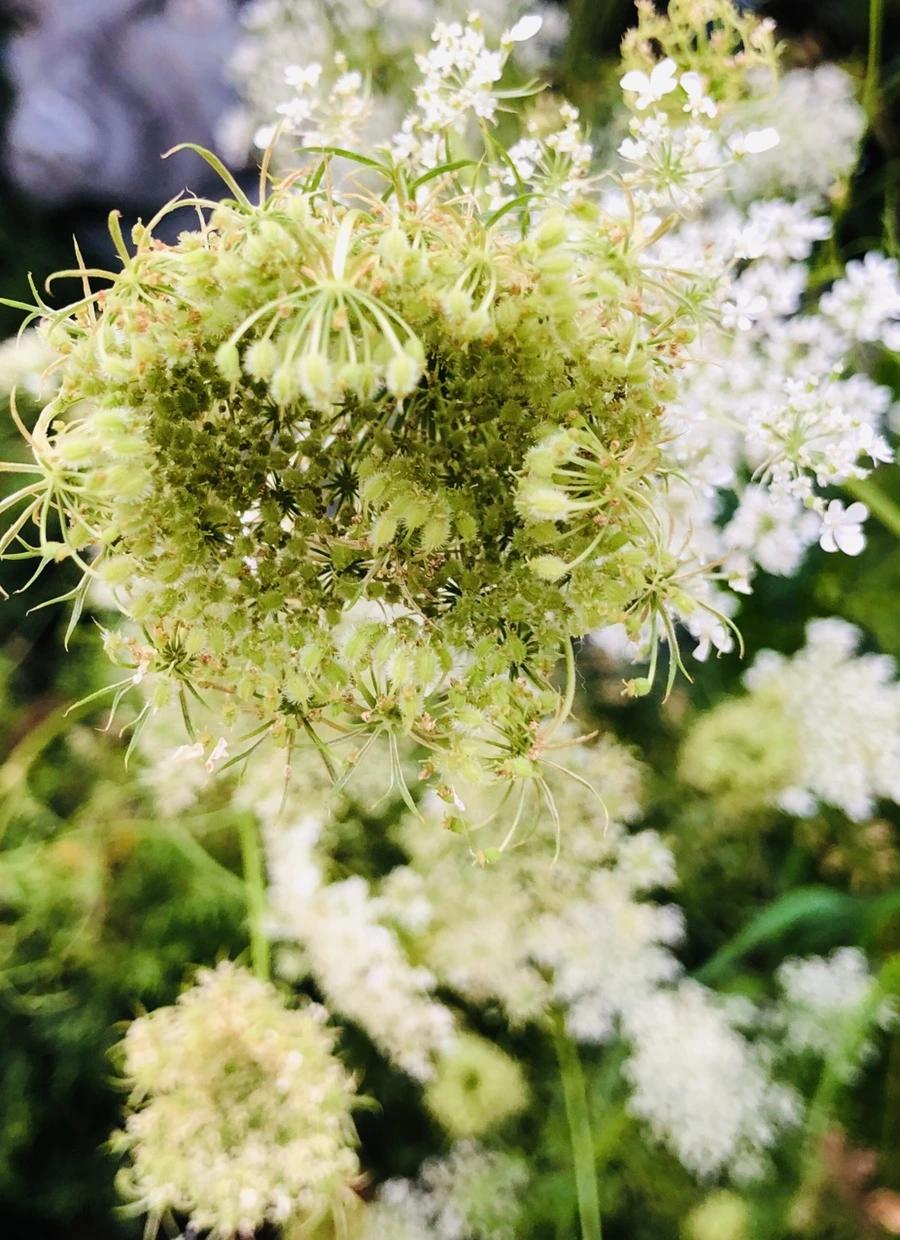 IMG_4866.jpg?type=w966