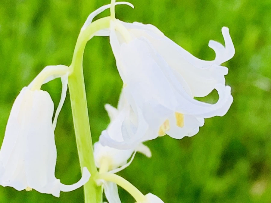 IMG_2145.jpg?type=w966