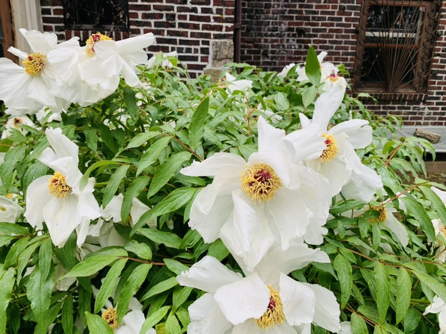 IMG_9666.jpg?type=w966