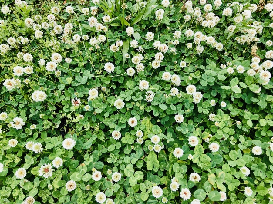 IMG_7948.jpg?type=w966