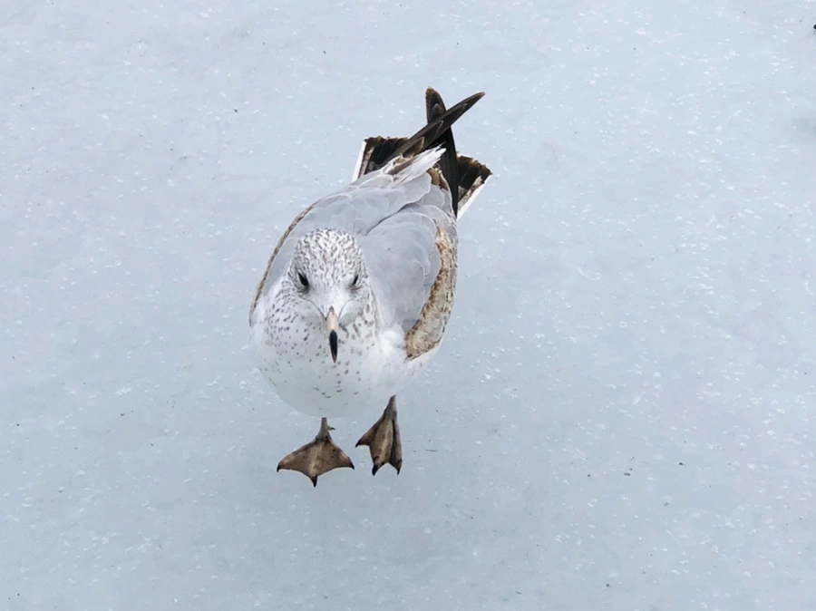 IMG_4326.jpg?type=w966